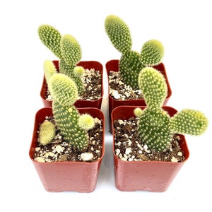 Rare Unique Colorful Potted Cactus Plant - 2 inch Potted Opuntia Microdasys Pallida