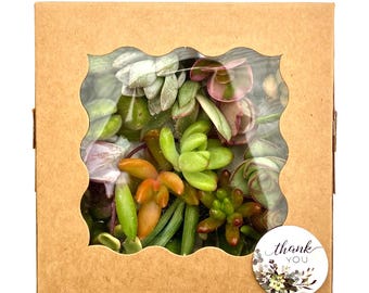 Mini Succulent Cuttings Gift Box: Eco-Friendly Plant Present