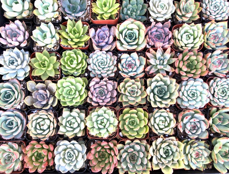TheArtesianAlley Succulent Plants - Thumbnail 5
