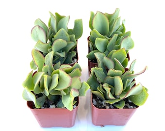 Rare Unique Hardy Potted Succulent Plant - 2 inch Potted Crassula Arborencens Undulatifolia - Ripple Jade