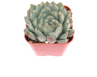 Small Rare Unique Live Succulent Plant in two inch pot - 2 inch Potted Mexican firecracker