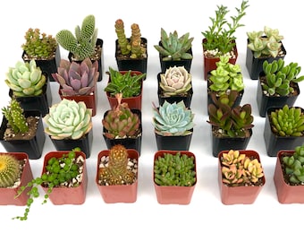 Small Live Potted Plants Rare Unique Hardy Potted Succulent Plants - 6 two Inch Pot Collection Gift