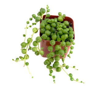 Visually striking, easy-to-care-for houseplant that&#39;s ideal for creating hanging gardens or enhancing modern, minimalist home décor