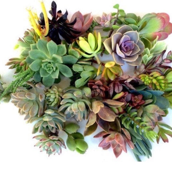 30 Succulent cuttings - seasonal succulent plant clippings - natural succulent plants