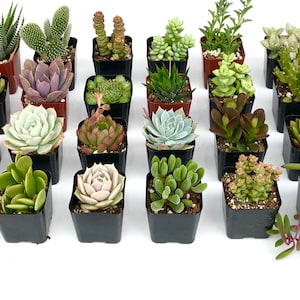 8 Unique 2-Inch Succulents & Cactus - Live Potted Variety for Crafts, Gifts and Decor