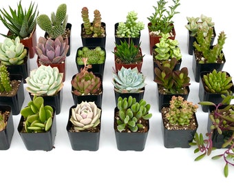 8 Potted Succulent Plants - 2 Inch Potted Live Mini  Succulent Plants - Succulents Wedding Favor - Succulent Mix - Succulent plants live
