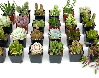 8 Potted Succulent Plants - 2 Inch Potted Live Mini  Succulent Plants - Succulents Wedding Favor - Succulent Mix - Succulent plants live