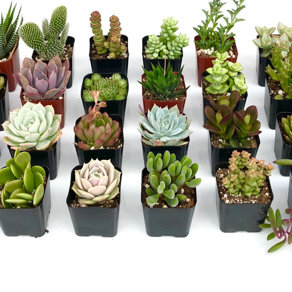 8 Potted Succulent Plants - 2 Inch Potted Live Mini  Succulent Plants - Succulents Wedding Favor - Succulent Mix - Succulent plants live