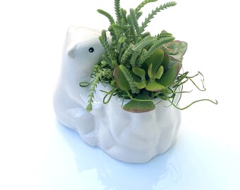 Bear hug Succulent plant arrangement | Ceramic live  succulent planter | Floral arrangement gift | Housewarming present | Sympathy colorful