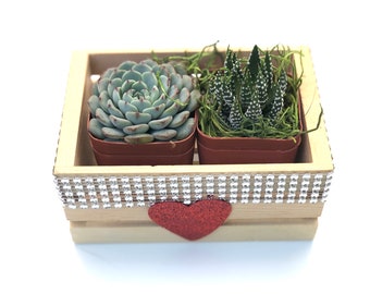 Love  mini crate -Live Succulent Plant centerpiece