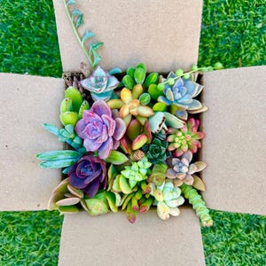 20-25 Rainbow Succulent Cuttings Live Succulent Variety Bulk Pack for Terrariums, Gifts & Crafts