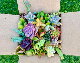 20-25 Rainbow Succulent Cuttings Live Succulent Variety Bulk Pack for Terrariums, Gifts & Crafts