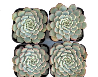 Rare Pastel Hardy Flower Potted Succulent Plant - 2 inch Potted Echeveria minima