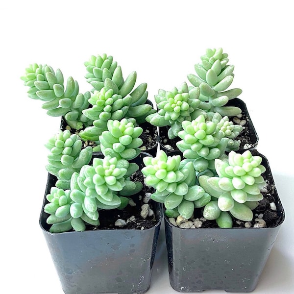 Small Unique Rare Potted Succulent Plant - 2 inch Sedum Burrito