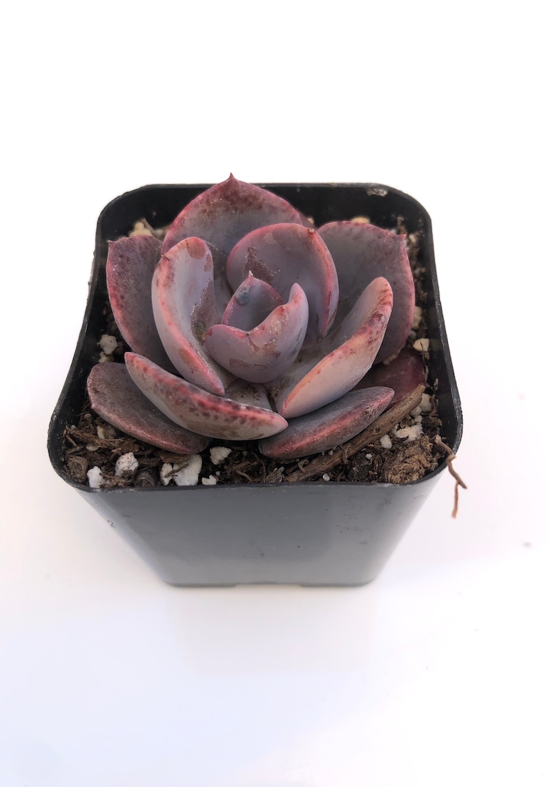 Potted Succulent Plant - 2 inch Potted Dusty Rose Echeveria