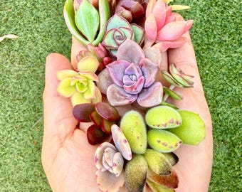 succulent vine plants Hanging Sedum Succulent main image 1