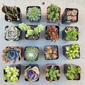 Pode incluir: Conjunto de 16 pequenas plantas suculentas em vasos de pl&aacute;stico preto. As suculentas s&atilde;o de v&aacute;rias formas, tamanhos e cores, incluindo verde, marrom, vermelho e roxo.