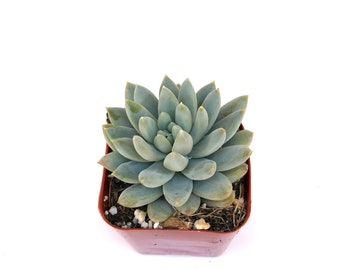 Small Rare Unique Live Succulent Plant in two inch  Pot Sedeveria 'Lilac Mist