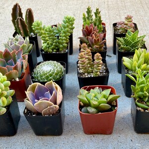 Pode incluir: Conjunto de 15 pequenas plantas suculentas em vasos de pl&aacute;stico preto. As suculentas est&atilde;o dispostas em tr&ecirc;s filas de cinco. As suculentas s&atilde;o de v&aacute;rias cores e formas, incluindo verde, vermelho e roxo.