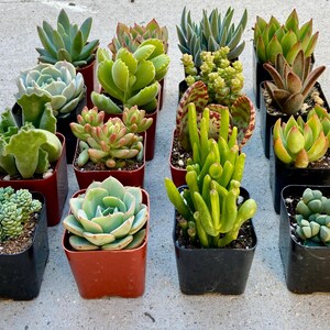 Puede incluir: Surtido de 15 peque&ntilde;as plantas suculentas en macetas de pl&aacute;stico negro y marr&oacute;n. Las suculentas son de varios colores: verde, gris y rojo.