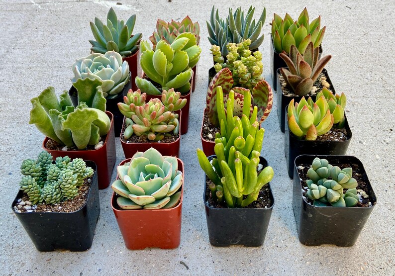 Puede incluir: Surtido de 15 peque&ntilde;as plantas suculentas en macetas de pl&aacute;stico negro y marr&oacute;n. Las suculentas son de varios colores: verde, gris y rojo.