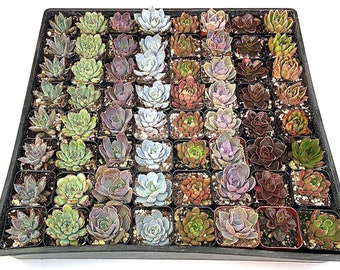 24-Pack Succulent Plant Echeveria Collection Variety of Shapes & Colors for Home Garden, and Gift - Handpicked  Healthy - Fast Shipping