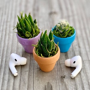 Live Tiny Plant Gift Small Potted Baby Rare Succulent Cacti in Pot Cute Sympathy Present Wedding or Baby Shower Favor Terrarium Garden Plant