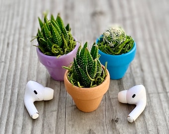 Live Tiny Plant Gift Small Potted Baby Rare Succulent Cacti in Pot Cute Sympathy Present Wedding or Baby Shower Favor Terrarium Garden Plant