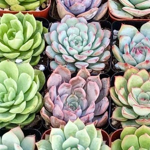 Live Unique Small Rare Succulent Flowers Plants Echeveria Collection of 6 pots  2 inch planter - gift