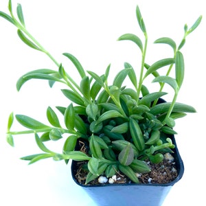 Rare Unique Flowering Trailing Potted String of Bananas- 2 Inch