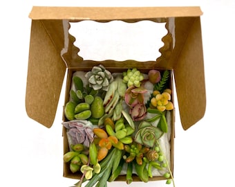 Mini Succulent Cuttings Gift Box: DIY Terrarium Plants