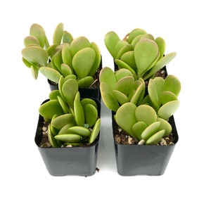 Trailing Small Rare Unique Potted Succulent Plant - 2 inch Trailing Jade Succulent Plant