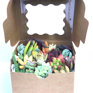 May include: A kraft paper box with a clear window, filled with a variety of colorful succulents. The succulents display shades of green, red, orange, and purple. The box is open, showcasing the arrangement.