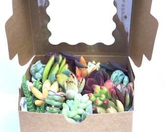 Succulent Cuttings Gift Box Propagation Clippings for Begginers