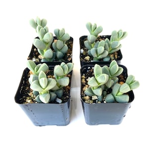 Rare Unique Hardy  Potted Succulent Plant - 2 inch Corpuscularia Lehmannii