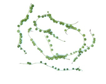Succulent cuttings - string of pearls  cuttings unrooted clippings - natural succulent plant