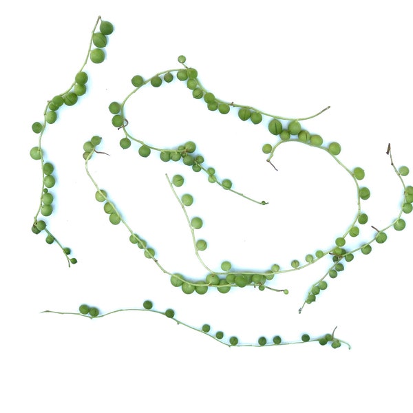 Succulent cuttings - string of pearls  cuttings unrooted clippings - natural succulent plant