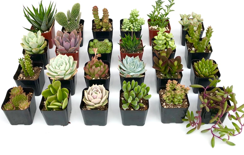 12-Pack Succulent Plant Collection Variety of Shapes & Colors for Home Garden, and Gifts Handpicked Healthy Fast Shipping image 2