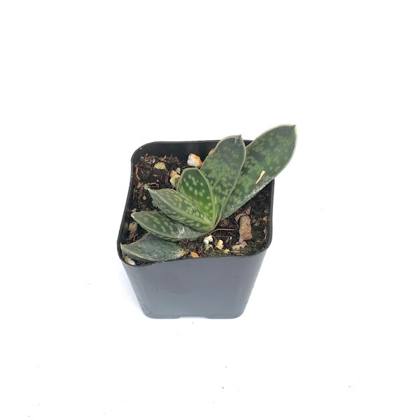 Small Rare Unique Live Succulent Plant in two inch Pot  - Gasteria bicolor var. Liliputana 'Dwarf Lawyer's Tongue'