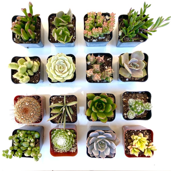 16 Potted succculents cacti mix | wedding | party favors | 2 inch potted