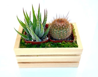 Succulent Garden Planter - Live Succulent Plant centerpiece
