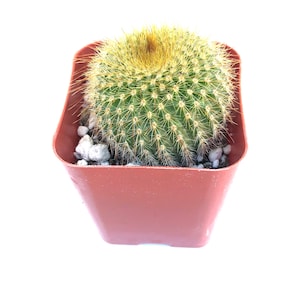 Rare Unique Potted Cactus Plant - Golden Ball Cactus - 2 inch potted cactus