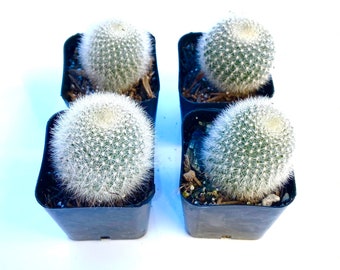 Hardy Rare Unique Flowering Potted Cactus Plant - Rebutia Mascula Cactus - 2 inch potted cactus