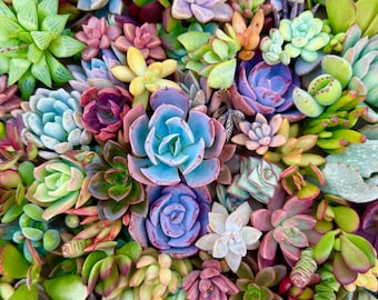 20-25 esquejes de suculentas únicas: paquete variado de plantas frescas