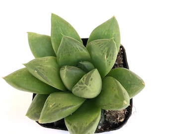 Small Rare Unique Live Succulent in Pot - Potted Succulent Plant - 2 inch Haworthia Cuspidata .