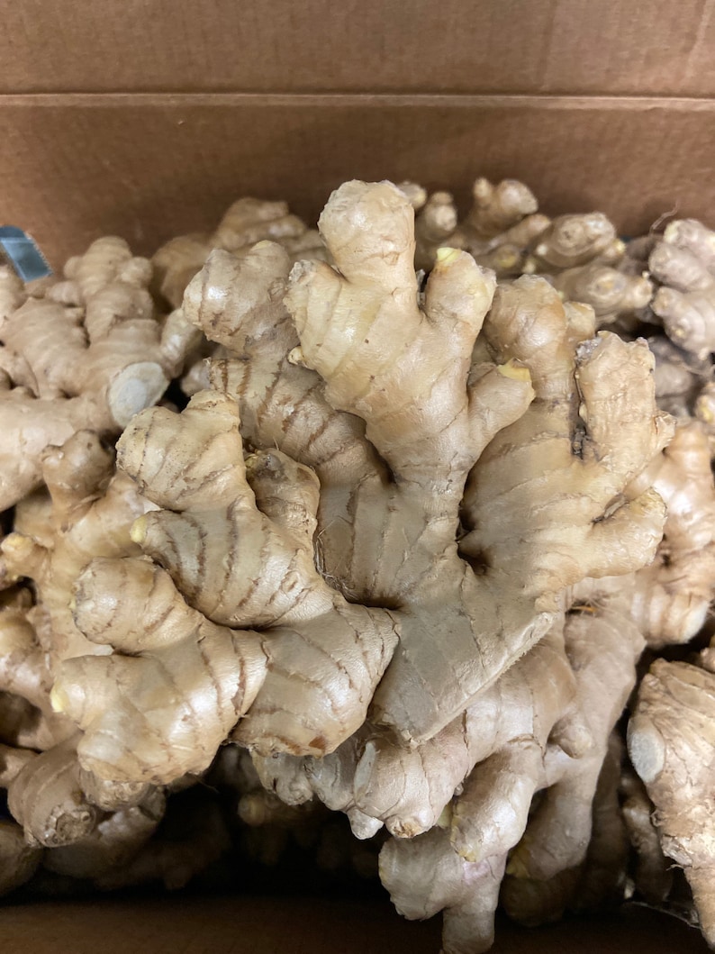 Fresh Organic Ginger Root - Whole Rhizome for Cooking, Tea, Juicing bild 2