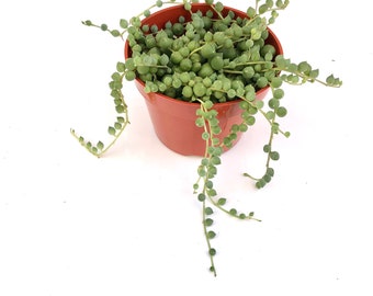 Potted plant  4 inch String of Pearls