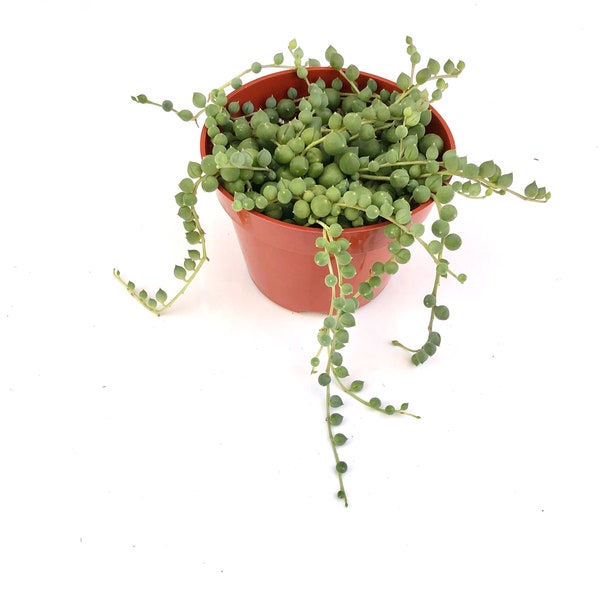 Potted plant  4 inch String of Pearls