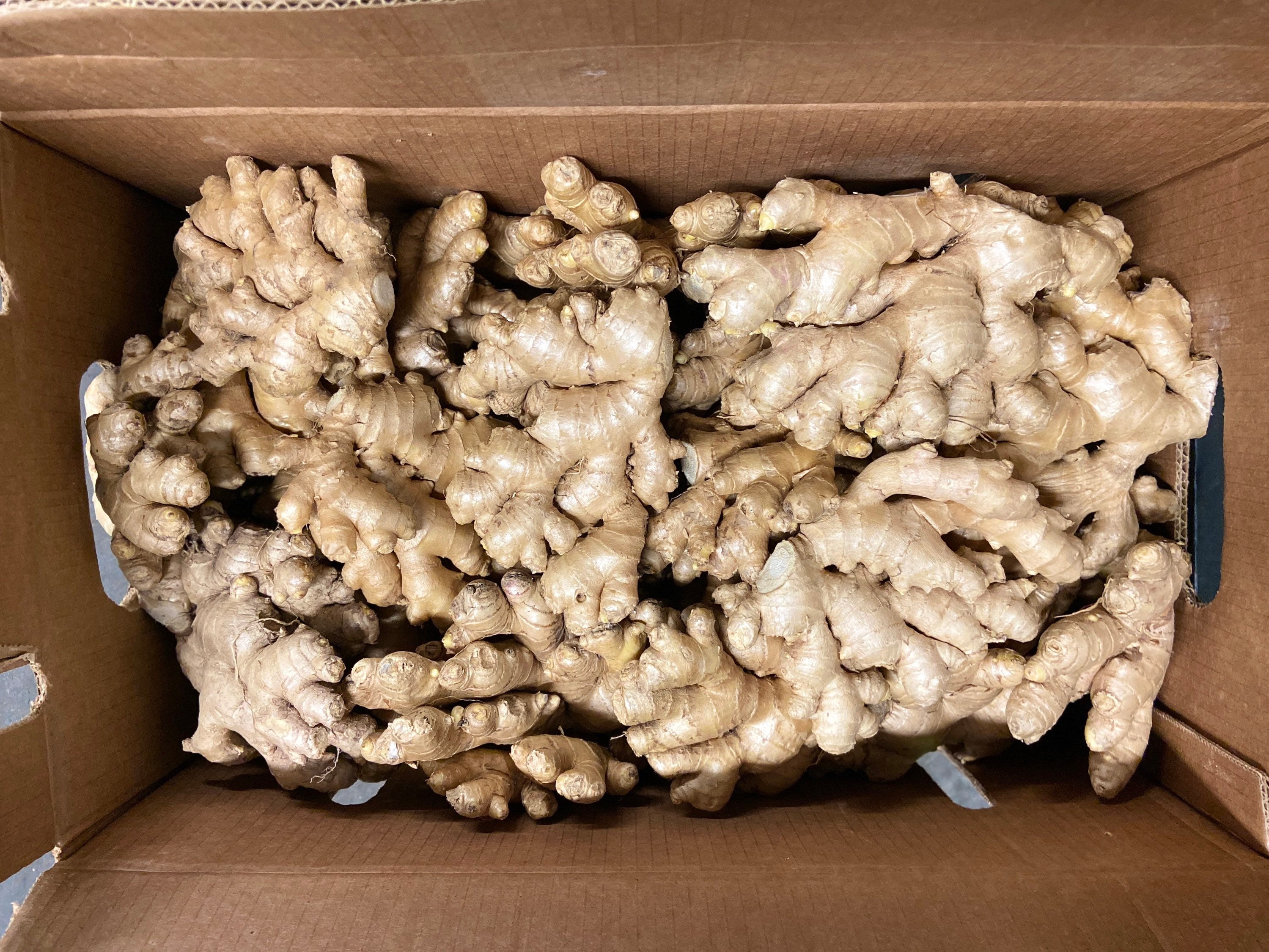 Fresh Ginger Root Organic USDA Certified Jengibre Organico Etsy