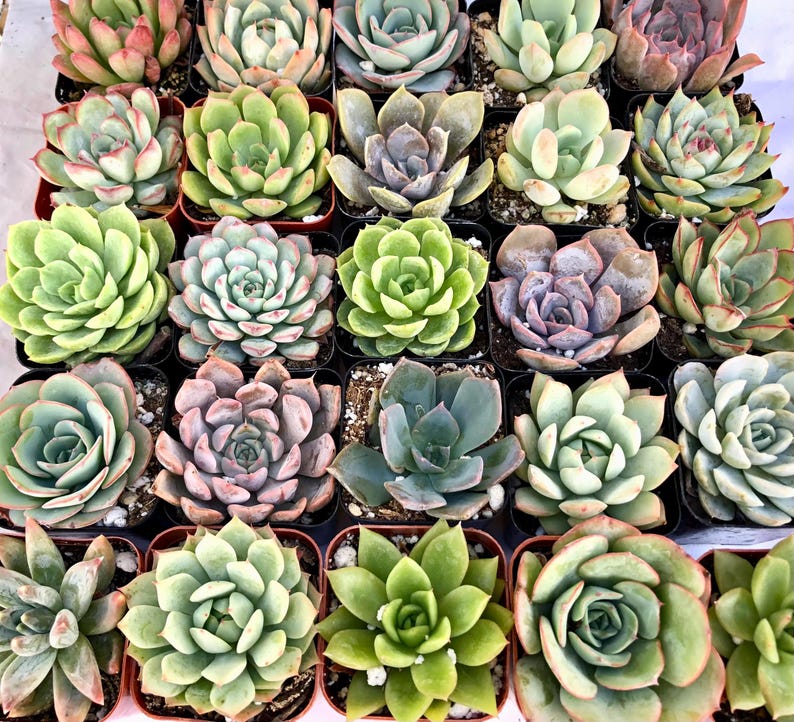 TheArtesianAlley Succulent Plants - Thumbnail 3